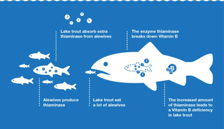 Characterizing Sources of Thiaminase in Great Lakes Food Webs - Great ...
