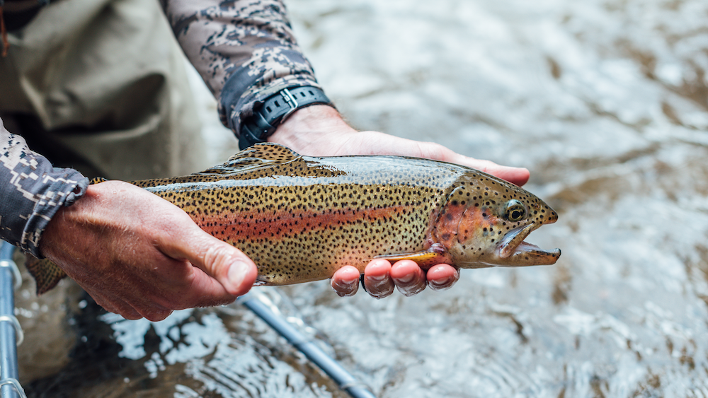 Natal Origins of Lake Michigan Steelhead Salmon Explored - Great Lakes  Fishery Trust