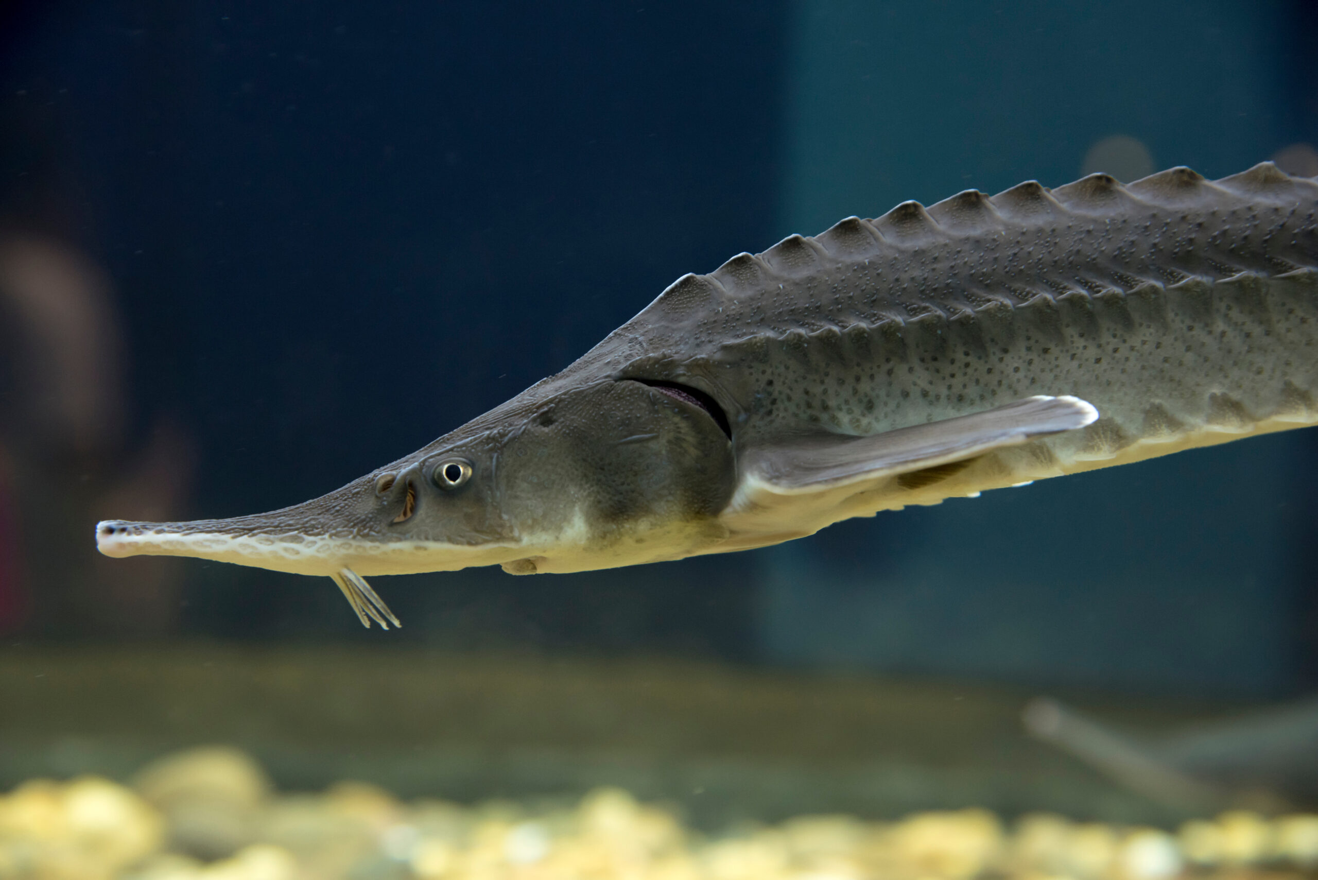 Conservation Genomics May Improve Lake Sturgeon’s Future