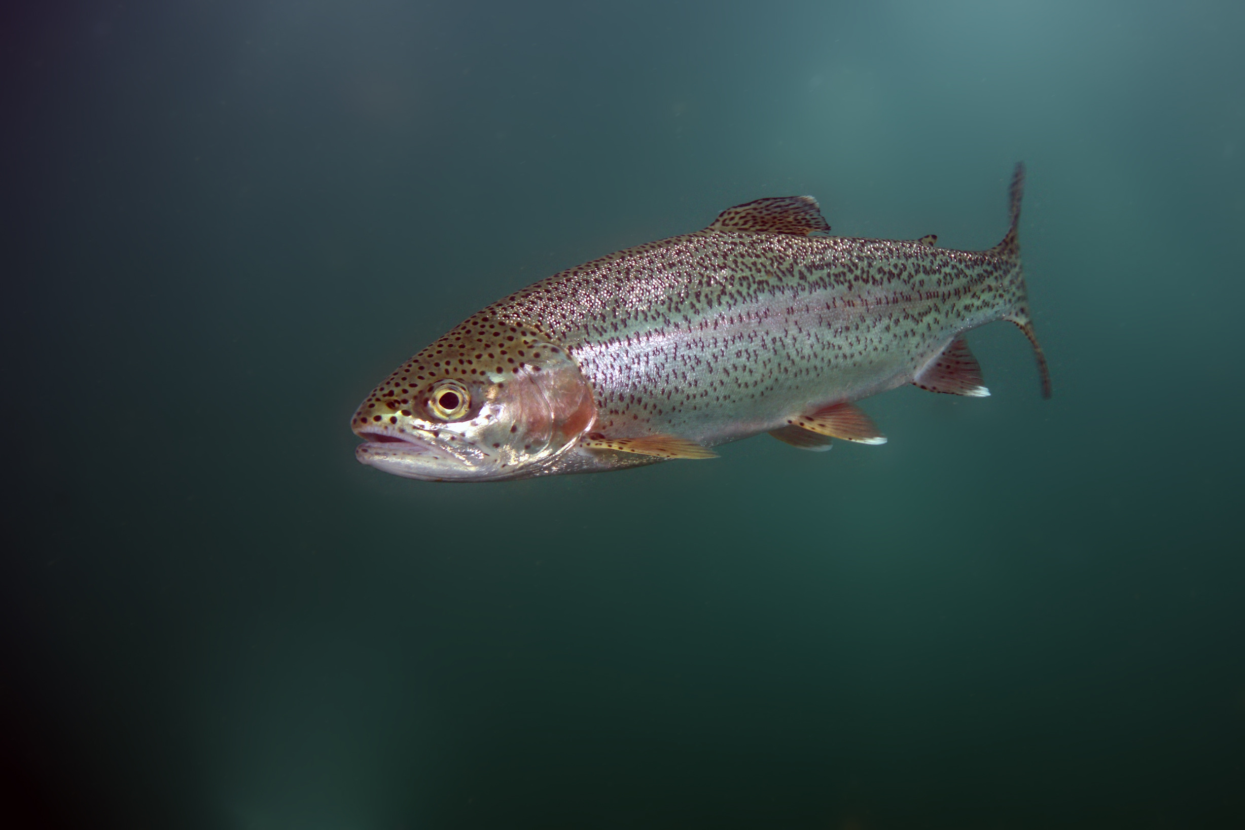 GLFT-funded researchers describe the diets of predatory fish