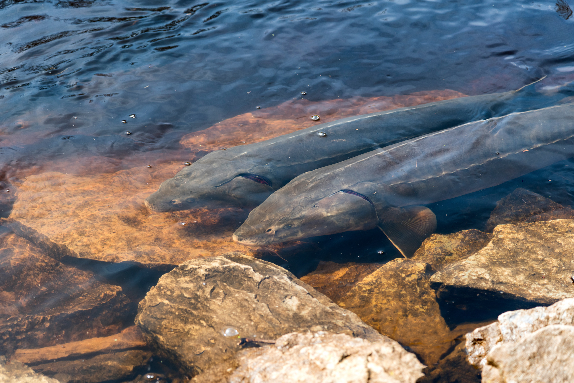 GLFT-funded Researchers Advance Knowledge of Lake Sturgeon Behavior