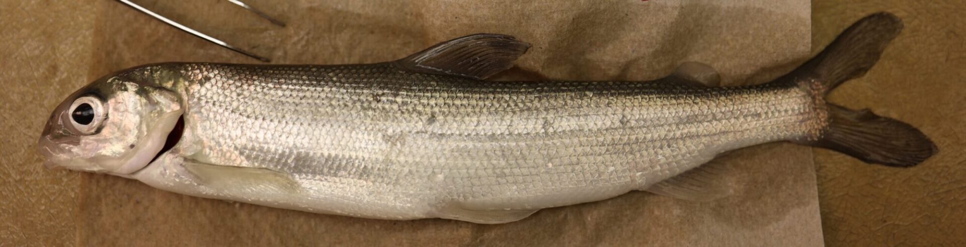 Exploring Disease Susceptibility and Its Impact on Lake Whitefish Recruitment